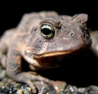 Native Animal of the Month: Eastern American Toad