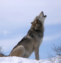 Native Animal of the Month: Gray Wolf