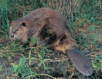 Native Animal of the Month: Beaver (Castor canadensis)