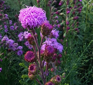 Native Plants to Know: Meadow Blazing Star