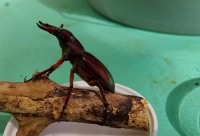 Stag Beetle Discovery