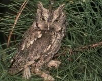 Native Animal of the Month: Eastern Screech Owl