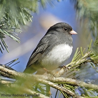 Say Hello to the Junco!