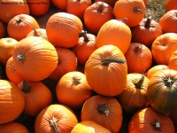 Pumpkins: More Than Just Decorations