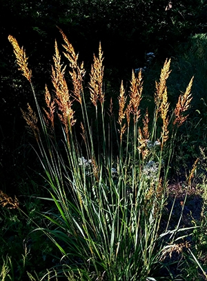 Native Plants to Know: Indian grass