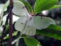 Native Animal of the Month - The Luna Moth