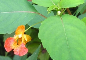 Native Plant Highlight – Orange Jewelweed