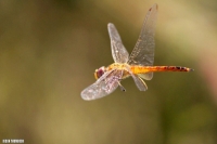 Swarms of Dragonflies