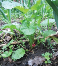 Radish among garlic