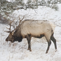 Native Animal of the Month: Elk