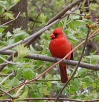 Green Birding Challenge Recap