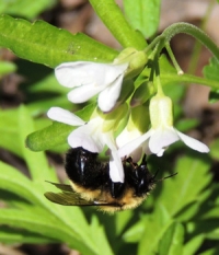 May Phenology: 2013 Re-emergence of Frogs, Bees and Flowers