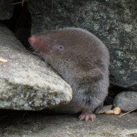 A New Inhabitant In Riverside Park