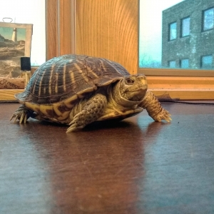 The resiliency of box turtles during winter