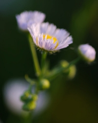 Wisconsin Wildflowers: Prairie Fleabane (Erigeron strigosus)