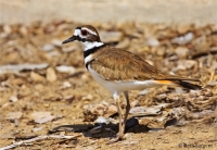 Native Animal of the Month - The Killdeer