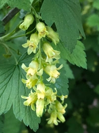 American Black Currant (Ribes americanum) photo by Kim Forbeck