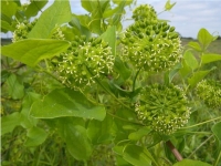 Native Plant Spotlight: Carrion-flower