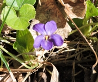 Violets - An Uncommonly Delicious Treat