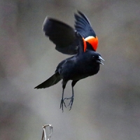 Red Wings and Early Spring