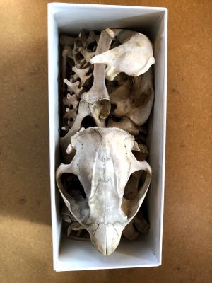 A gift of an American Beaver skeleton