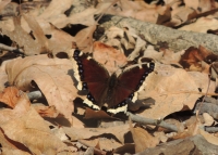 Mourning Cloaks and Butlers, the Silent Heralds of Spring