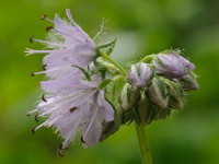 Wisconsin Wildflowers: Virginia Waterleaf (Hydrophyllum virginianum)