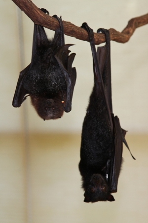 Thank a Bat if You Like Delicious Smoothies on a Hot Day!