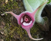 Wild Ginger, Ferry Bluff State Natural Area