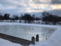 Winterkill in the Washington Park Lagoon