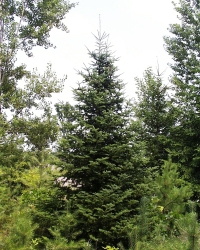 Native Tree Spotlight: Balsam Fir (Abies balsamea)