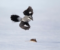 Native Animal of the Month: Northern Shrike