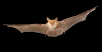 Native Animals of the Month: Cave Bats