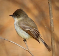 Eastern Phoebe. Photo by Bruce Halmo