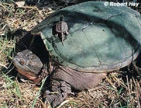 Native Animal of the Month: Common Snapping Turtle