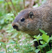 Native Animal of the Month - Woodchuck