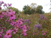 Wisconsin drought resistant plants