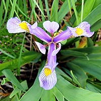 June Phenology 2013: Fantastic Flowers