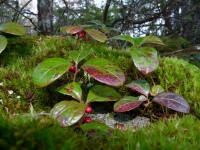 Native Plant of the Month - Wintergreen