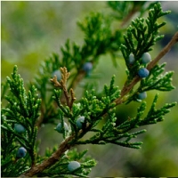 Native Tree Spotlight: Eastern Redcedar