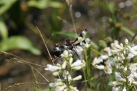 Twelve-spotted skimmer: Photo by Elizabeth Gamillo