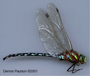 Native Animal of the Month: Lance-tipped Darner