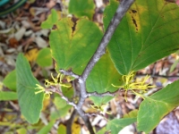 Witch-hazel in bloom