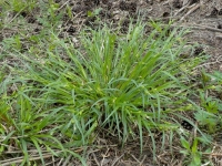 Native Plant: Common Wood Sedge