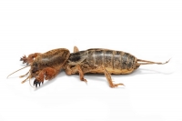 Native/Non-Native Animal of the Month - Mole Cricket