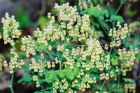 Native Plant: Early Meadow-Rue