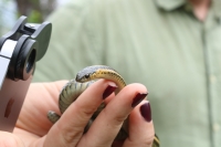 The Nuts and Bolts of Snake Research