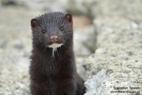 Native Animal of the Month - The Mink