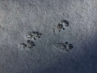 Family Fun with Snow Tracks