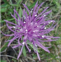 Invasive Plant Spotlight: Spotted Knapweed